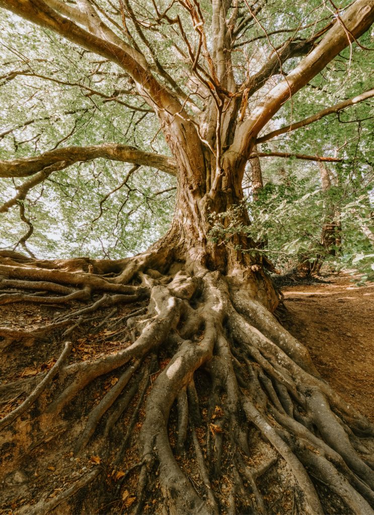 arbre