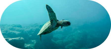 tortue